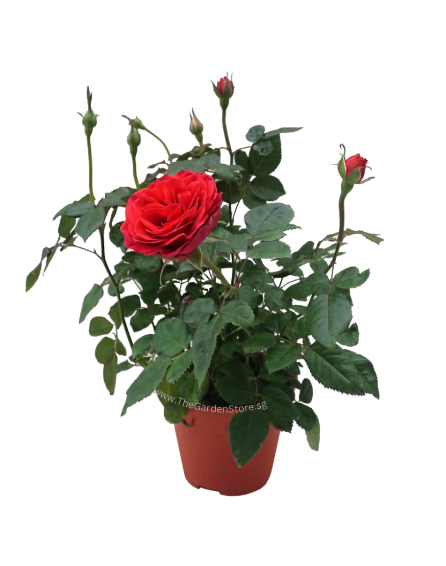 Rose Potted Roses 玫瑰花 Potted Plant